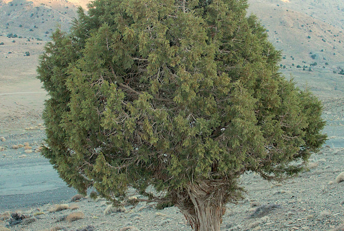 مکمل|روغن اورس