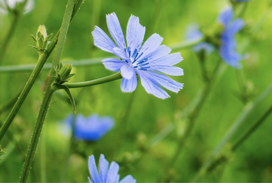 مکمل|فواید بی‌نظیر کاسنی